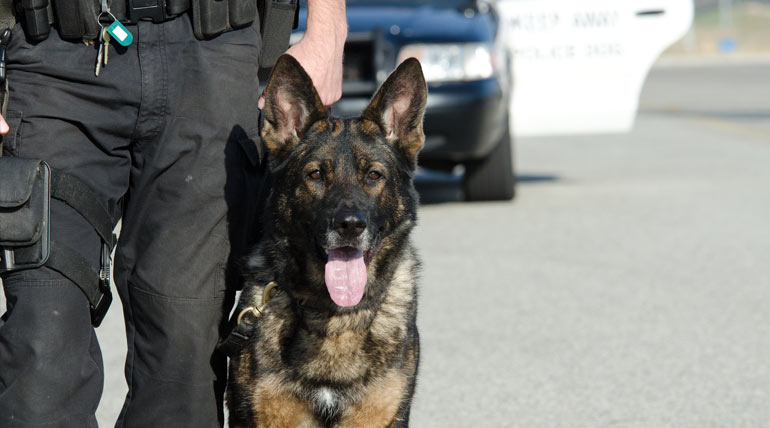 Premier K9 Hero Image